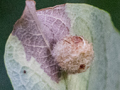 probable Euura pedunculi gall